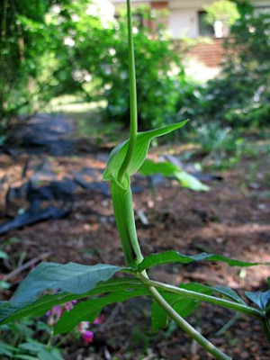 arisaema_angustatum_ssp_peninsulae.jpg