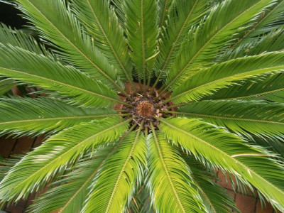 Cycas 006.JPG