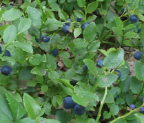 Blaubeeren_1_1.jpg