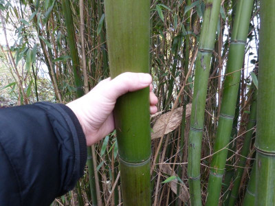 2016-04-16 Phyllostachys.jpg