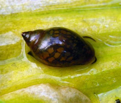 schnecke_02.jpg