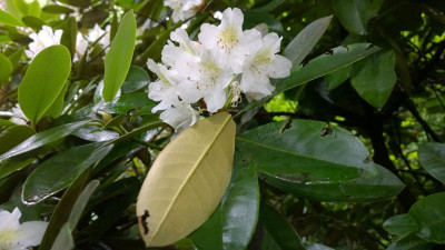 WP_20160702_004 Rhododendron maximum.jpg