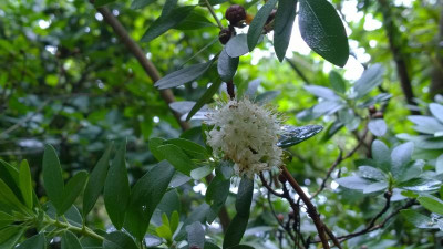 WP_20160702_016 Rhododendron micranthum.jpg
