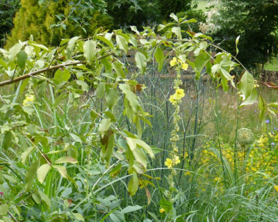 2016-07-04 Chionanthus retusus 1.jpg