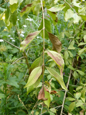 2016-07-04 Chionanthus retusus 2.jpg