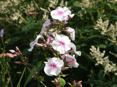 DSCF3188.JPG