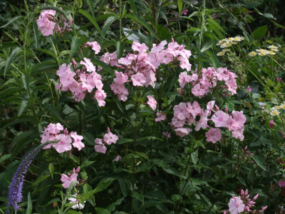 DSCF3191.JPG