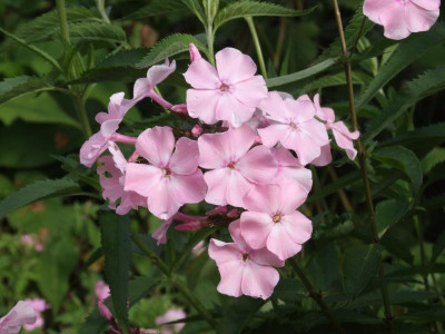 DSCF3194.JPG