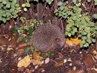 igel32573.jpg