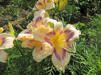 Berleyer Donna Elvira 160704.jpg