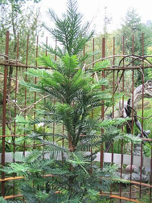 Wollemia_nobilis_Trautmannsdorff.jpg