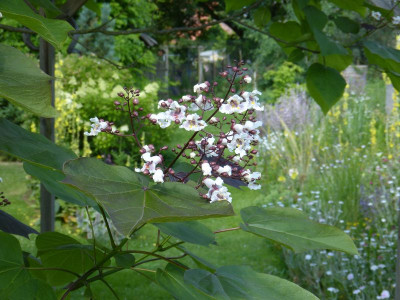 2016-07-05 Catalpa erubescens 'Purpurea'.jpg