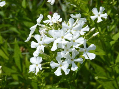 2016-07-05 Phlox 'Casablanca'.jpg