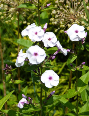 2016-07-05 Phlox 'Ice Cream'.jpg