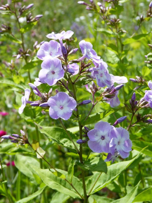 2016-07-05 Phlox 'Katherine'.jpg