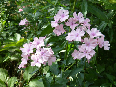 2016-07-05 Phlox 'Rosa Pastell'.jpg