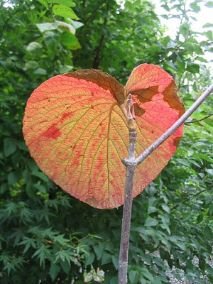 Viburnum_furcatum_Trautmannsdorff.jpg