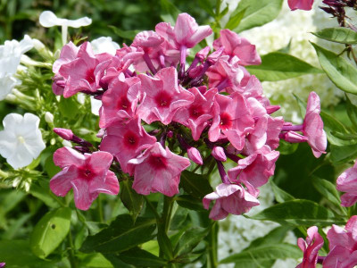 2016-07-05 Phlox 'Uralskie Skazy'.jpg