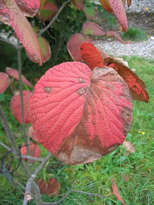 Viburnum_furcatum_Trautmannsdorff_2.jpg