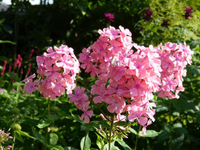 2016-07-05 Phlox 'Bornimer Nachsommer'.jpg