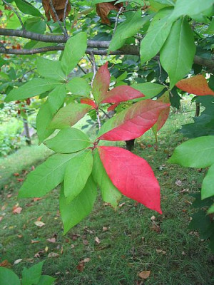 Nyssa_sylvatica_Trautmannsdorff.jpg