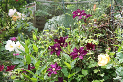 Clematis Warszawska Nike1.JPG
