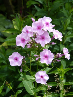 2016-07-05 Phlox Sämling 1.jpg