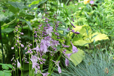 Hosta Lemonade Blüten.JPG