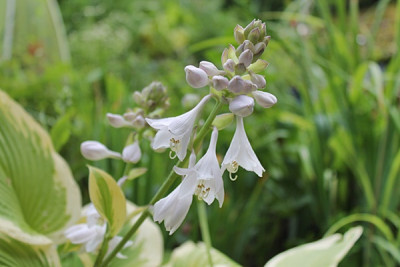 Hosta Delta Dawn Blüten.JPG