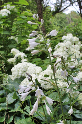 Hosta Spilt Milk Blüten.JPG