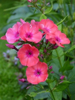 2016-07-05 Phlox Sämling 2.jpg