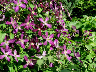 P1030910_web.JPG