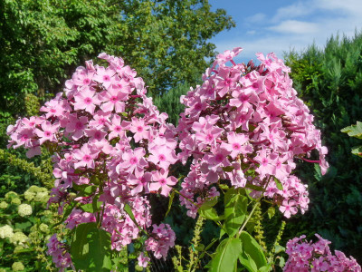 P1030912_web.JPG