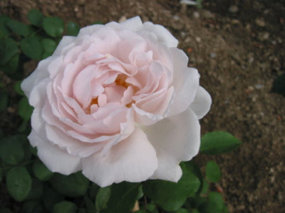 Welche_Rose_Sept_06_B.jpg