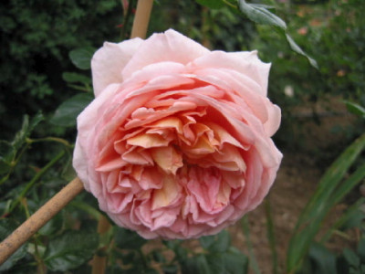 Rose_Ellen_Okt_06.jpg