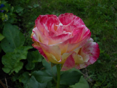 2015 Juni-6 023.JPG