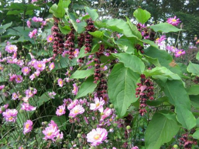 Leycesteria_und_Herbstanemonen2.jpg