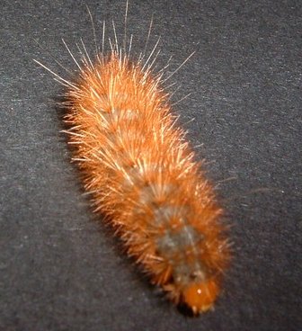 raupe_270404_2.jpg
