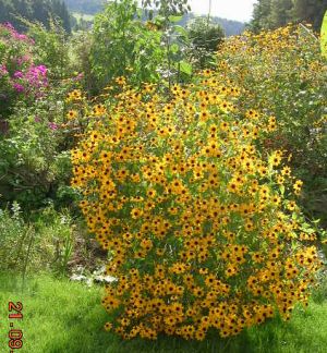 Rudbeckie_triloba.jpg