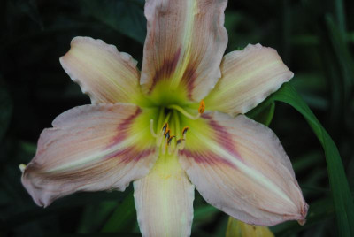 juni 082.jpg