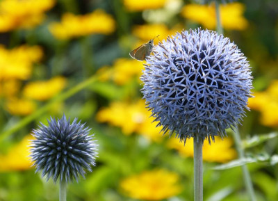 2016-07-07 Gartenimpressionen.jpg
