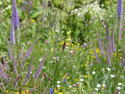 2016-07-07 Gartenimpressionen 2.jpg