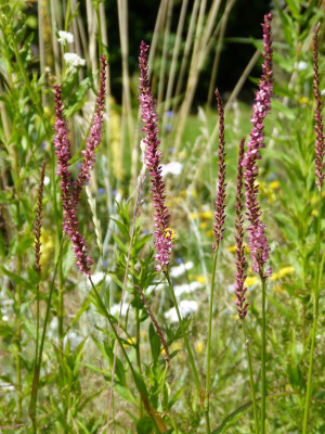 2016-07-07 Gartenimpressionen 3.jpg