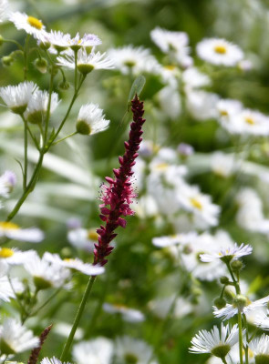 2016-07-07 Gartenimpressionen 4.jpg