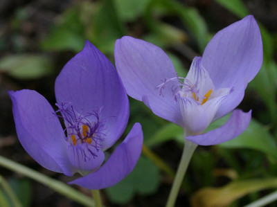 IMG_1978_eCrocus_banaticus.JPG