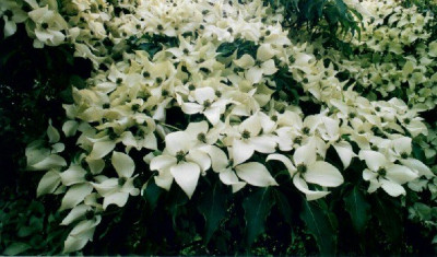 Cornus_kousa.jpg