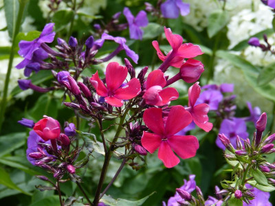 2016-07-07 Phlox 'Starfire'.jpg