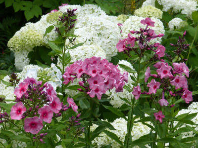 2016-07-07 Phlox 'Uralskie Skazy'.jpg