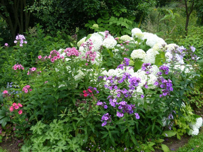 2016-07-07 Phlox.jpg