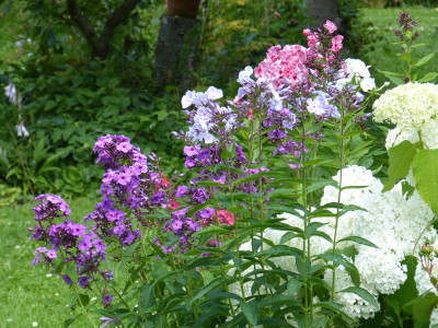 2016-07-07 Phlox 2.jpg